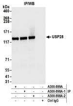 USP28 Antibody in Immunoprecipitation (IP)