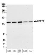 USP28 Antibody in Western Blot (WB)