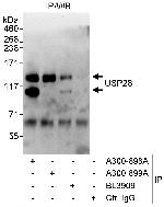 USP28 Antibody in Immunoprecipitation (IP)