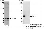 PPP1CB Antibody in Western Blot (WB)