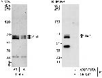 Sin1 Antibody in Western Blot (WB)