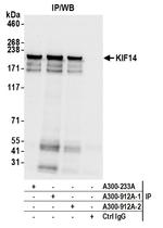 KIF14 Antibody in Immunoprecipitation (IP)