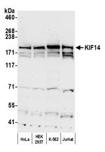 KIF14 Antibody in Western Blot (WB)