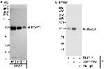 BCAS3 Antibody in Western Blot (WB)