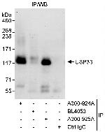 USP33 Antibody in Immunoprecipitation (IP)