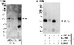 USP33 Antibody in Western Blot (WB)