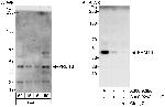 PRMT6 Antibody in Western Blot (WB)