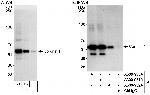 Coronin 1 Antibody in Western Blot (WB)