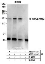 G9A/EHMT2 Antibody in Immunoprecipitation (IP)