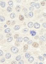 Geminin Antibody in Immunohistochemistry (Paraffin) (IHC (P))