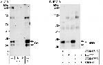 Geminin Antibody in Western Blot (WB)