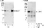 USP38 Antibody in Western Blot (WB)