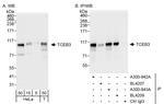 TCEB3 Antibody in Western Blot (WB)