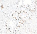 THRAP3/TRAP150 Antibody in Immunohistochemistry (Paraffin) (IHC (P))