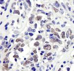 RbBP7 Antibody in Immunohistochemistry (Paraffin) (IHC (P))