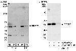 RbBP7 Antibody in Western Blot (WB)