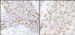 RbBP7 Antibody in Immunohistochemistry (Paraffin) (IHC (P))