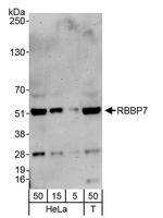 RbBP7 Antibody in Western Blot (WB)