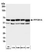 PPP2R1A Antibody in Western Blot (WB)