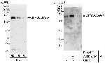 SFRS8/SWAP Antibody in Western Blot (WB)