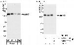 BubR1 Antibody in Western Blot (WB)