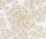 BIG1/ARFGEF1 Antibody in Immunohistochemistry (Paraffin) (IHC (P))