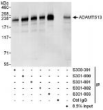 ADAMTS13 Antibody in Western Blot (WB)