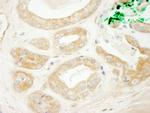 BIG2/ARFGEF2 Antibody in Immunohistochemistry (Paraffin) (IHC (P))