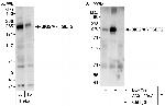 BIG2/ARFGEF2 Antibody in Western Blot (WB)