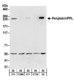 Periplakin/PPL Antibody in Western Blot (WB)