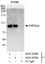 PAPOLA Antibody in Immunoprecipitation (IP)