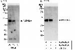 PAPOLA Antibody in Western Blot (WB)