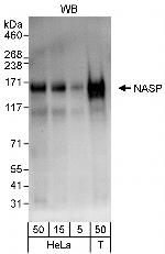 NASP Antibody in Western Blot (WB)