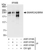 SMARCA2/BRM Antibody in Immunoprecipitation (IP)