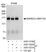 SMARCC1/BAF155 Antibody in Immunoprecipitation (IP)