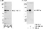 AATF/Che-1 Antibody in Western Blot (WB)