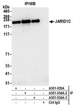 JARID1C Antibody in Immunoprecipitation (IP)