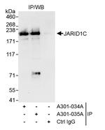 JARID1C Antibody in Immunoprecipitation (IP)