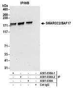 SMARCC2/BAF170 Antibody in Immunoprecipitation (IP)