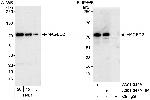 MAGED2 Antibody in Western Blot (WB)