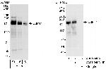 USP47 Antibody in Western Blot (WB)