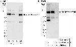 AKAP8/AKAP95 Antibody in Western Blot (WB)