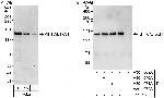 KIF1C/LTXS1 Antibody in Western Blot (WB)