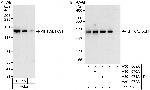 KIF1C/LTXS1 Antibody in Western Blot (WB)