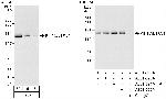 KIF1C/LTXS1 Antibody in Western Blot (WB)