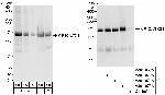 KIF1C/LTXS1 Antibody in Western Blot (WB)