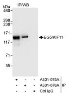 EG5/KIF11 Antibody in Immunoprecipitation (IP)