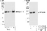 EG5/KIF11 Antibody in Western Blot (WB)