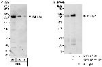 KIF13A Antibody in Western Blot (WB)