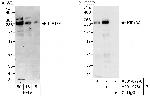 KIF13A Antibody in Western Blot (WB)